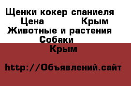 Щенки кокер спаниеля  › Цена ­ 7 000 - Крым Животные и растения » Собаки   . Крым